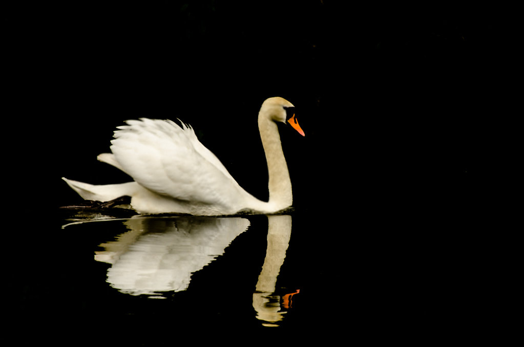 Le-Lac-du-Cygne.jpg