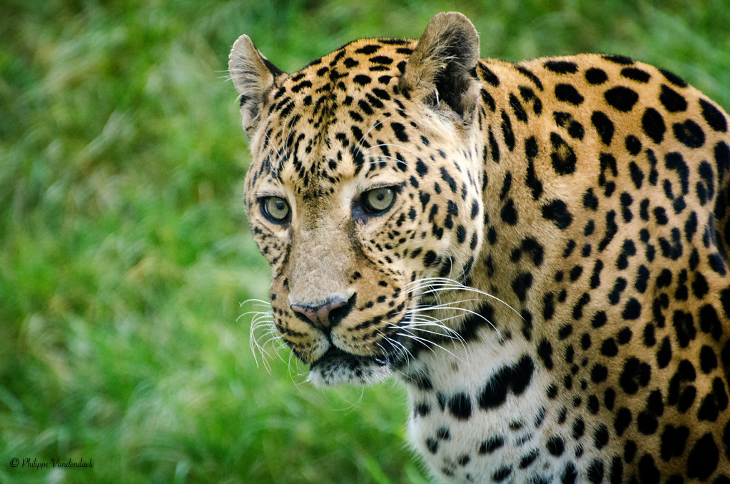 leopard-1-sur-1.jpg